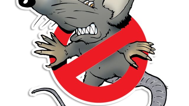 rat-4747230_1280