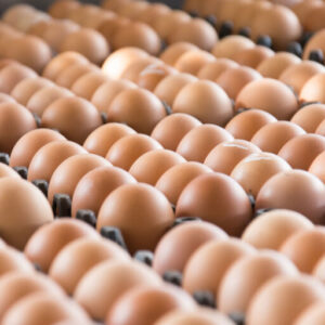 Organic Eggs, Wholesale ORGANIC BROWN EGGS, ORGANIC white EGGS, 30 DOZEN EGGS, 15 DOZEN EGGS, 12 COUNT EGG CARTONS, 18 COUNT EGG CARTONS, SLEEVES OVERWRAP PRIVATE LABEL OR BRANDED PACKAGING And More…