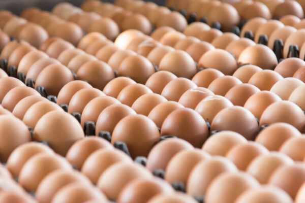 Organic Eggs, Wholesale ORGANIC BROWN EGGS, ORGANIC white EGGS, 30 DOZEN EGGS, 15 DOZEN EGGS, 12 COUNT EGG CARTONS, 18 COUNT EGG CARTONS, SLEEVES OVERWRAP PRIVATE LABEL OR BRANDED PACKAGING And More…
